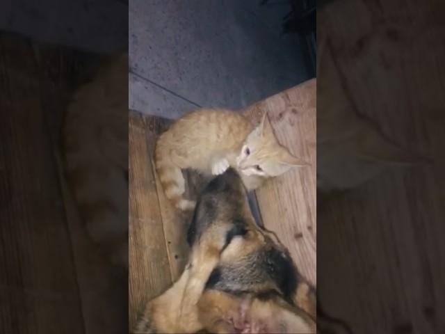 Псина сутулая и кошка !  приемный…. #немецкаяовчарка#babymodel#собака#кот#преданность#
