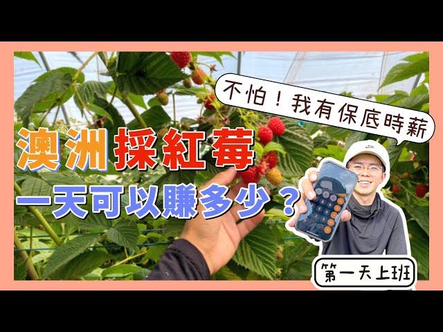 澳洲打工採紅莓，一天賺多少？【小馬說】打工度假｜農場體驗｜工作介紹｜薪資公開 2023