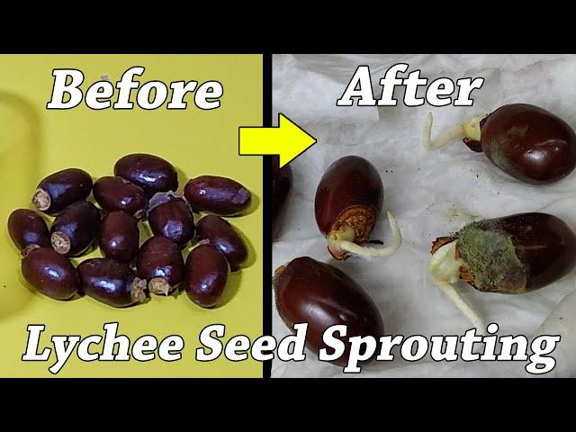 How to grow Lychee plant from seeds - how to grow lychee from seed