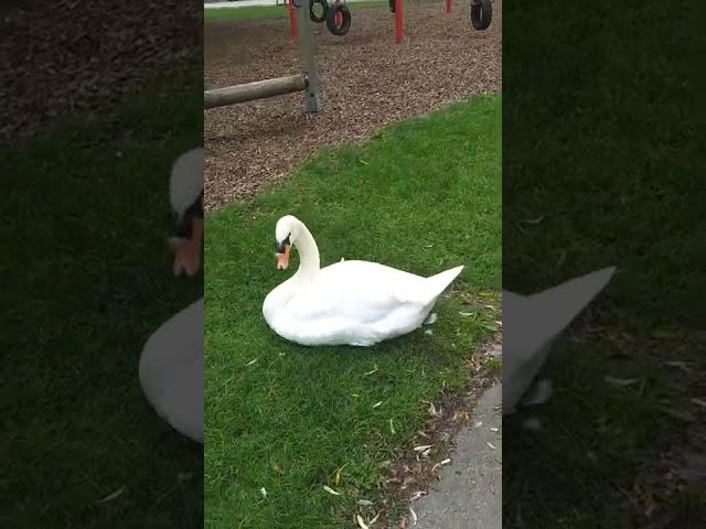 BattlefieldDoktor is meeting a Swan family