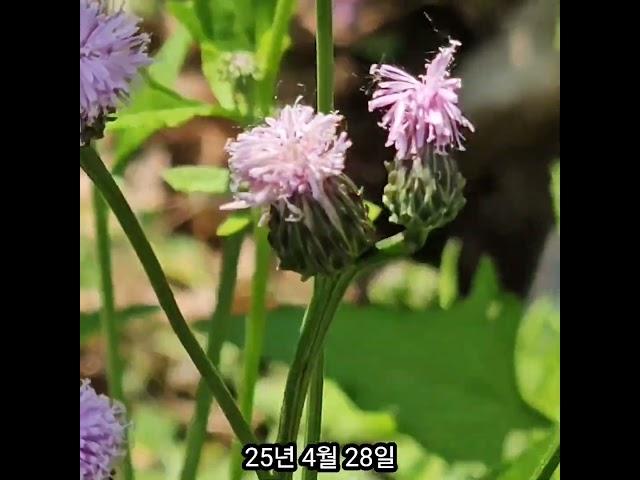 잠원동 지칭개꽃 피다! #지칭개 #들꽃 #개화 #도시 #명당 #풍수 #garden #automobile #plants