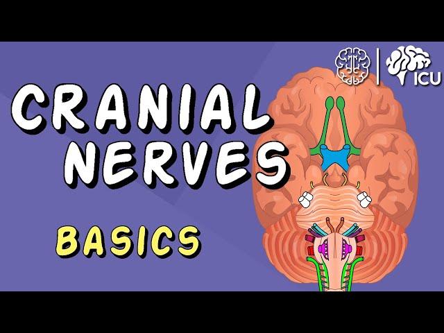 Cranial Nerve BASICS - The 12 cranial nerves and how to REMEMBER them!