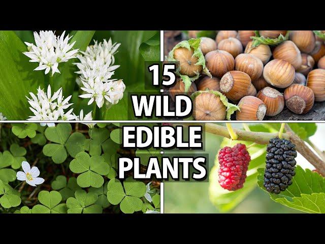 15 Wild Edible Plants for Wilderness Survival