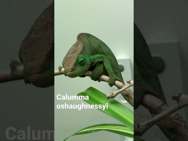 Meet the O’Shaughnessy’s Chameleon!