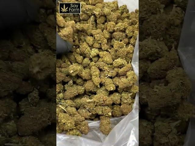 SayFarm - Red Berry - [SUPERIOR SELECTION]