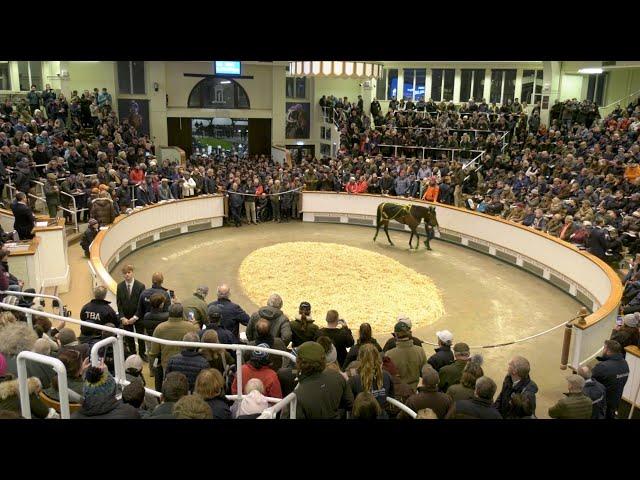 ENTER NOW: Tattersalls December Mares Sale 2023