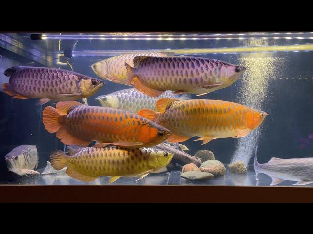 Эксклюзивная рыба / Часть 2. Азиатские золотые и красные арованы / Arowana tank / Lince Catfish