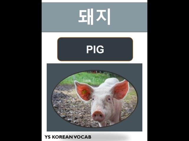 Basic Korean Words for Beginner | #learnkorean #studykorean #koreanlanguage #korean