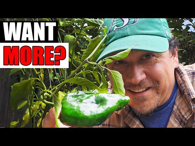 6 Ways To Grow Bigger Peppers