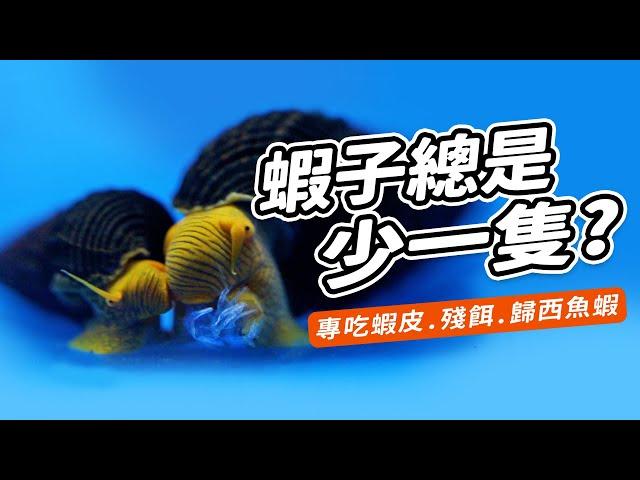 顏值最高的清潔螺！3個飼養方式竟害他毀容！3 Taboos In Raising Rabbit Snails.