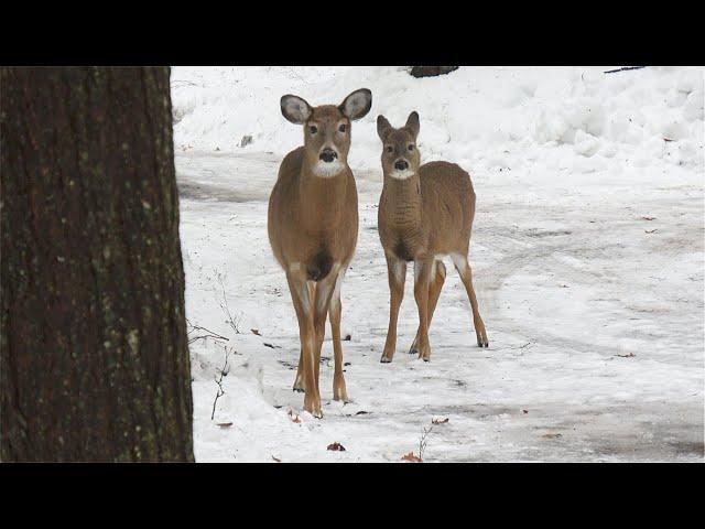 Mother deer brought her two babies on a snowy day.