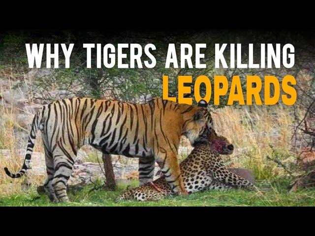 Tigers are Killing Leopards in Ranthambore  National Park | Big Cats Adventures