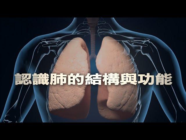 【科普教育】認識肺的結構與功能(國語)