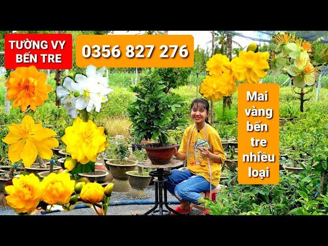 MAI VÀNG BẾN TRE NHIỀU LOẠI CHƠI TẾT 2021 ngày 25/10/2020 - bonsai can tho