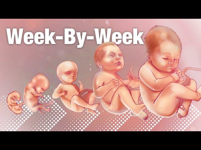 Pregnancy Week-By-Week  Weeks 3-42 Fetal Development 