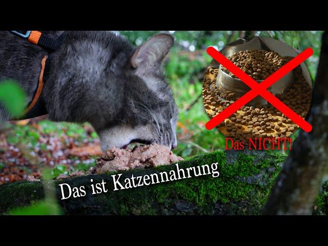 How to: Katze an gutes Futter gewöhnen