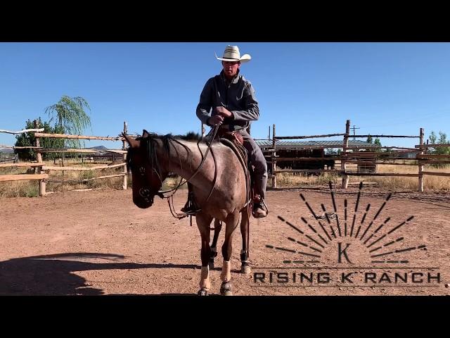 How to Handle the Reins- Beginner Horseback Riding