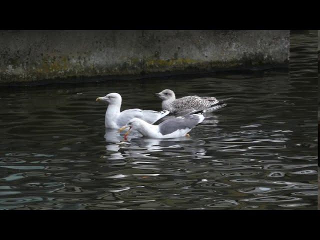 Gull odd couple and young one