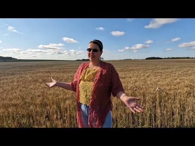 Massive Wheat Fields in Alberta, Canada