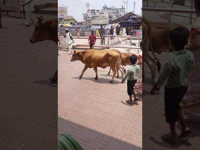 #animals #shorts #youtubeshorts #entertainer