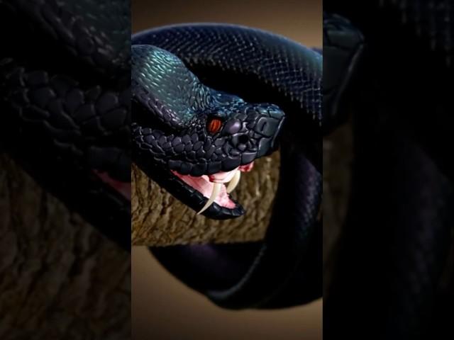 king of snake #snake #reptiles #animals #funny #pettransformations #petvideos #animalkingdom #usa