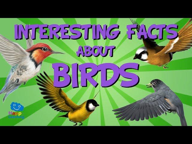 Interesting Facts about Birds | Educational Video for Kids.