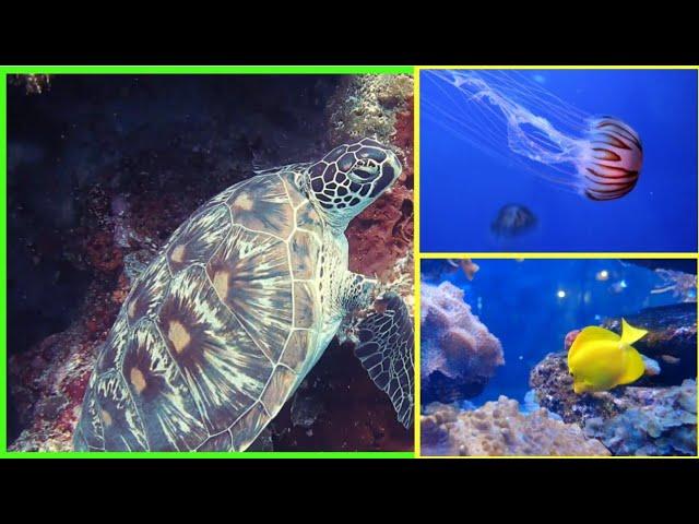 Life Under Water Compilation Video II WorldeX