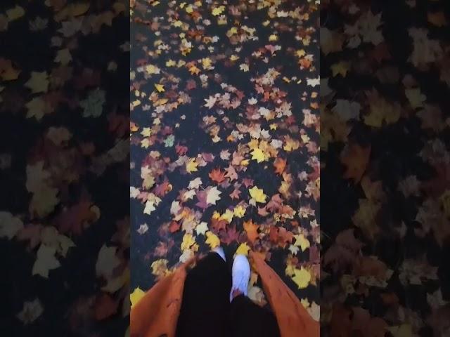 fall-ing in love #uk #england england#autumnleaves #viral #youtube #yiutubeviralshorts #london