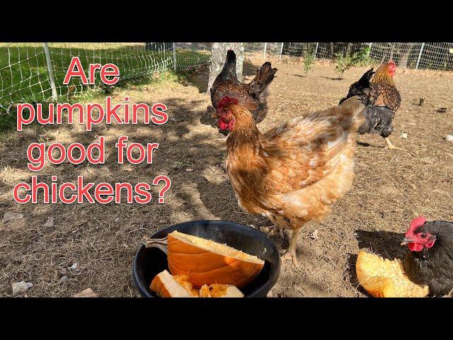 Why I Give Pumpkins to my Backyard Chickens