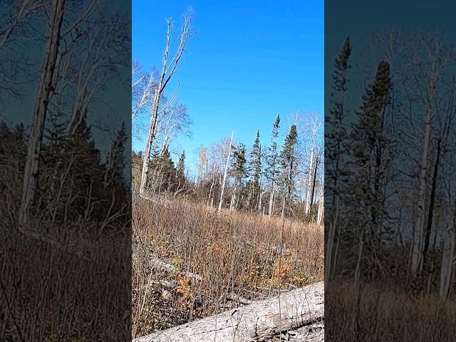Bull Moose found on Saskatchewan Moose Hunt #outdoors #offgrid #hunting #nature
