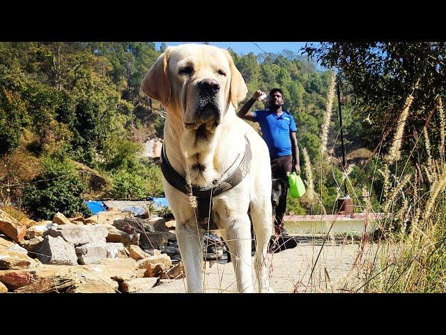 Tiger's first video after reducing weight#heavybonelabrador #labradorretriever