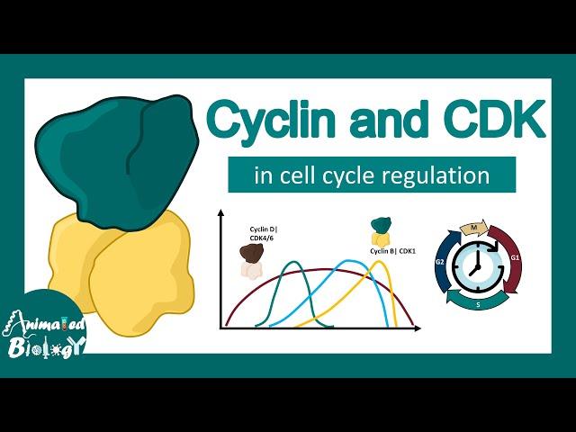 Cyclin and CDK in cell cycle  progression | How Cyclin CDK works?