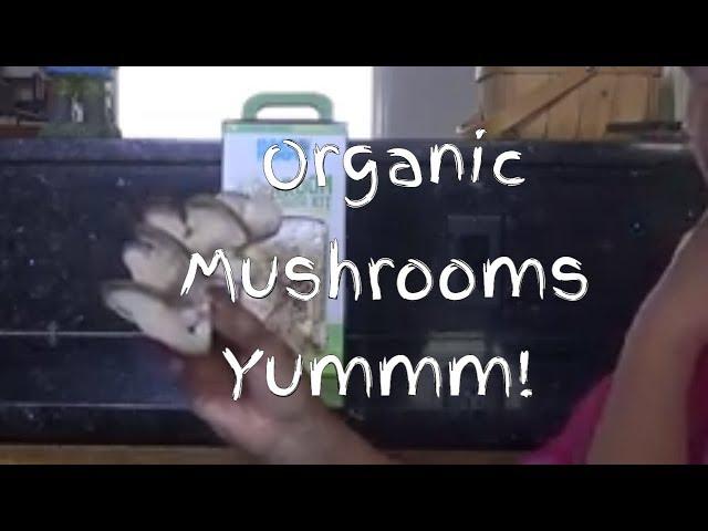 Eating Our Organic Mushroom Harvest - BrainStorm Acres Off Grid Homestead