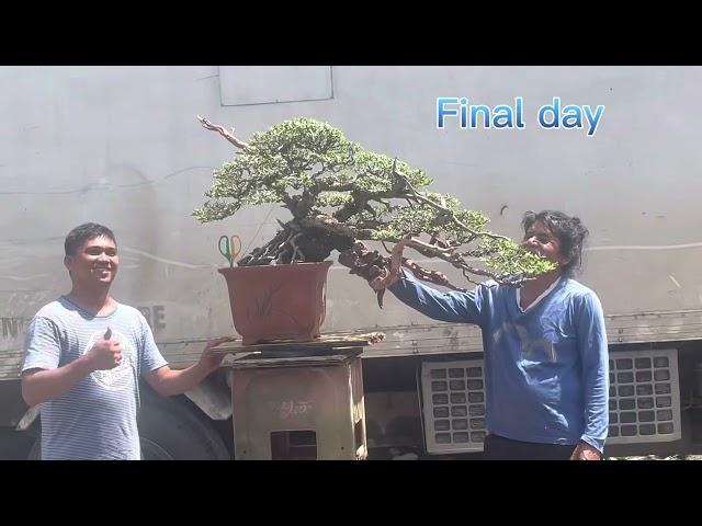 Santigi Transform made by agusan bonsai society artist master  lang sakalam