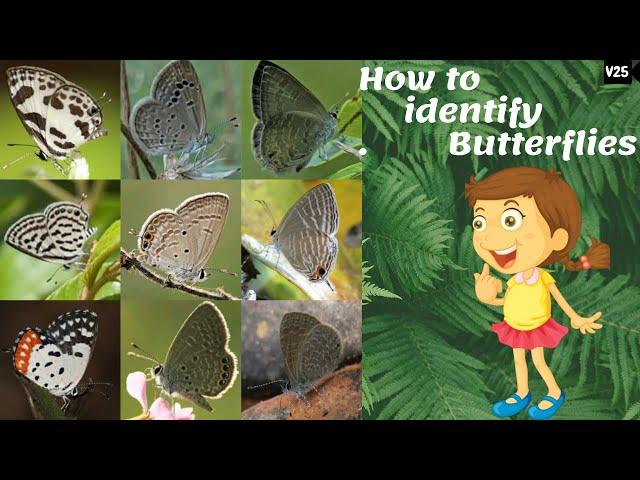 Butterfly Identification | How to identify butterflies | Lycaenidae | Common butterflies of India |