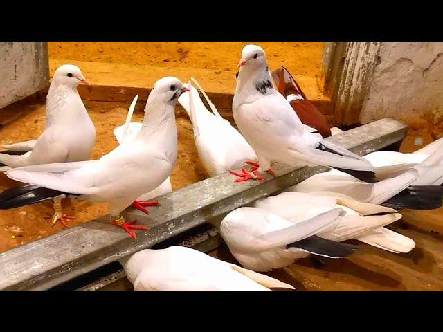 Сколько даю корма голубям в разное время года/How much do I give pigeons food