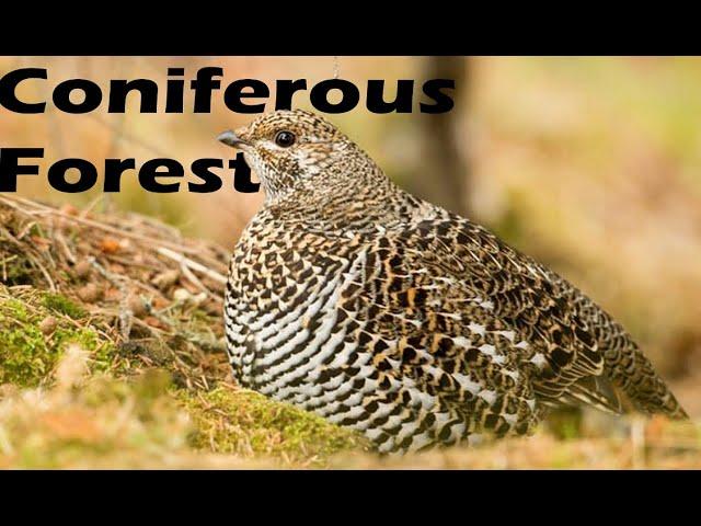 Basics of the Coniferous Forest