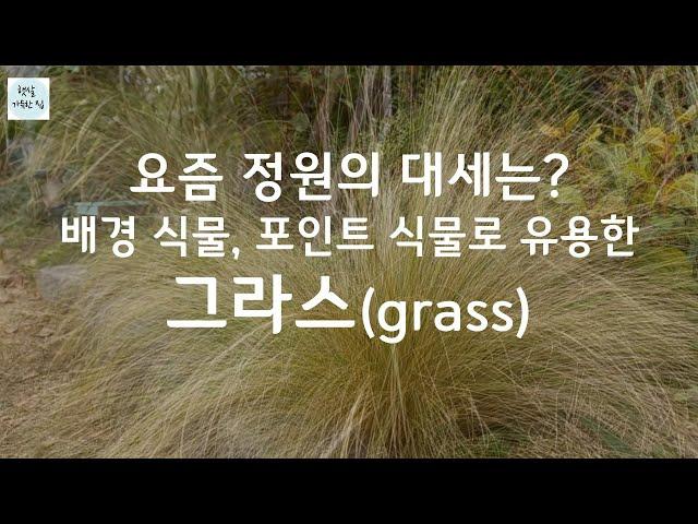 그라스의 모든 것/그라스 정원/그라스 키운 후기/모닝라이트/수크령/파니쿰/무늬억새/리틀지브러/털수염풀/#가드닝  #가을정원 #그라스