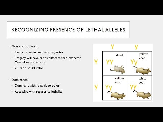 Lethal Alleles