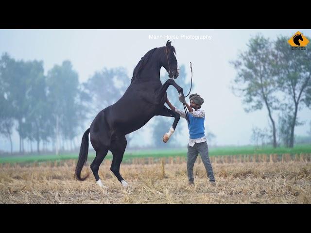 Marwari Horse I Kala Kanta I Mann Horse Photography