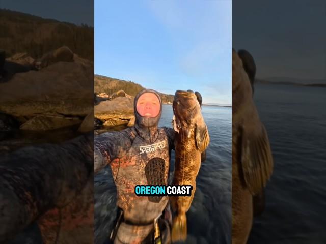 How to whack a ling cod