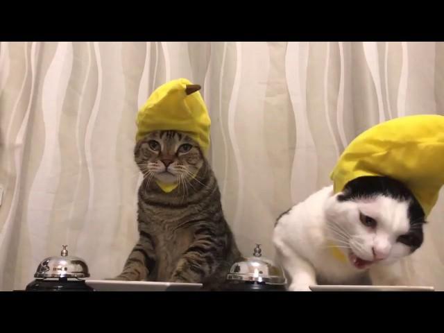 Cats in banana hats ring bells