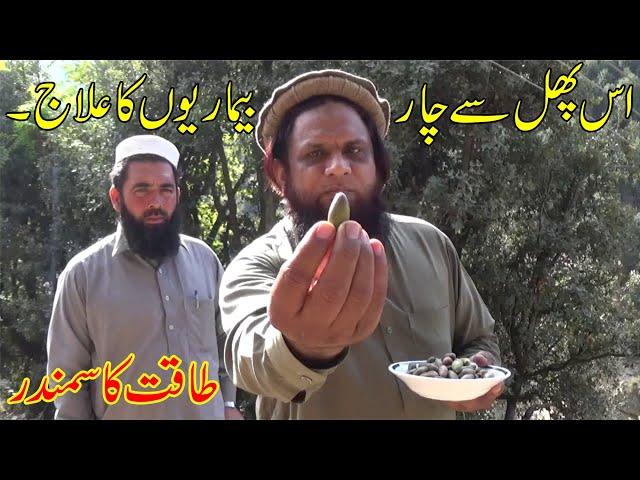 shah balut ke fayde |shah baloot fruit benefits|4 benefits of shah balut|Health Tips By HAKEEM SAJID