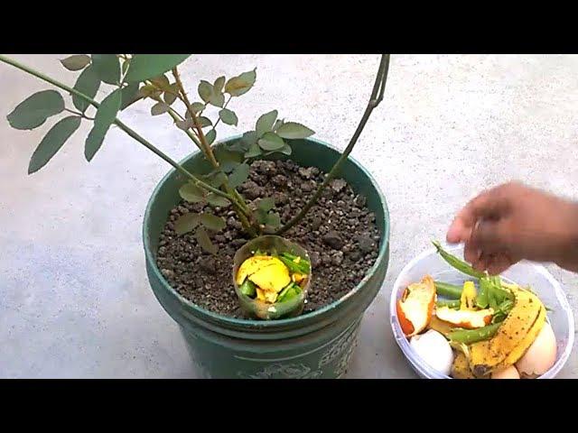 How to use organic fertilizer for any plants | Best homemade fertilizer