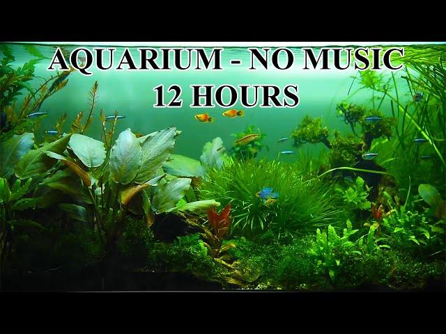 Dream Aquarium Fish Tank with water sounds No Music No Ads - 12 Hours | Aquarium Sounds For Sleeping