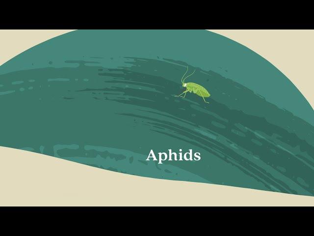 Protect Your Garden: Aphids