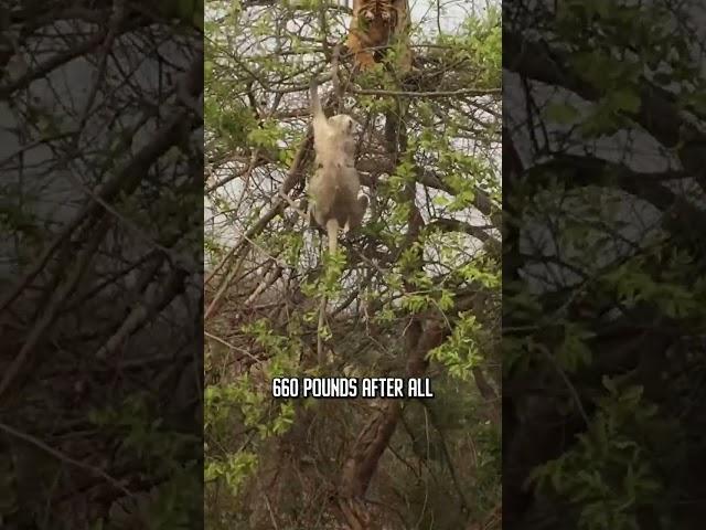 Tiger vs. Monkey  #wildlife