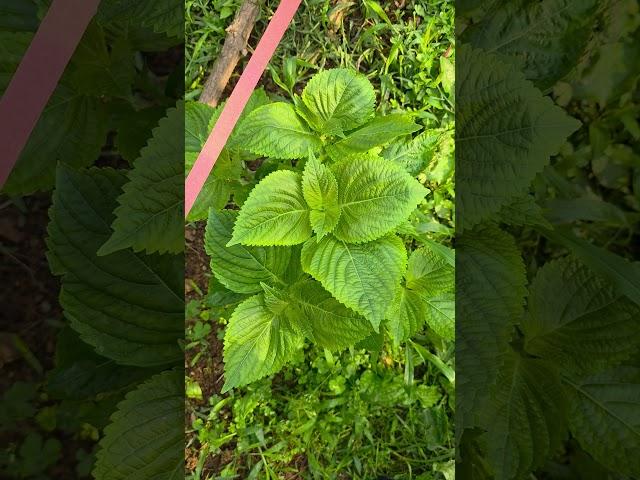 텃밭 깻잎 잘키우는방법.깻잎 1포기 300장 이상 수확방법.