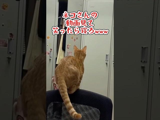 If you laugh while watching a cat video, go to sleep lol