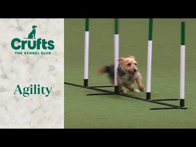 Agility - Rescue Dog | Crufts 2024